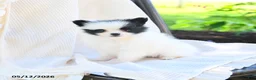Pomeranian dogs for sale: Meeko - Ad 5