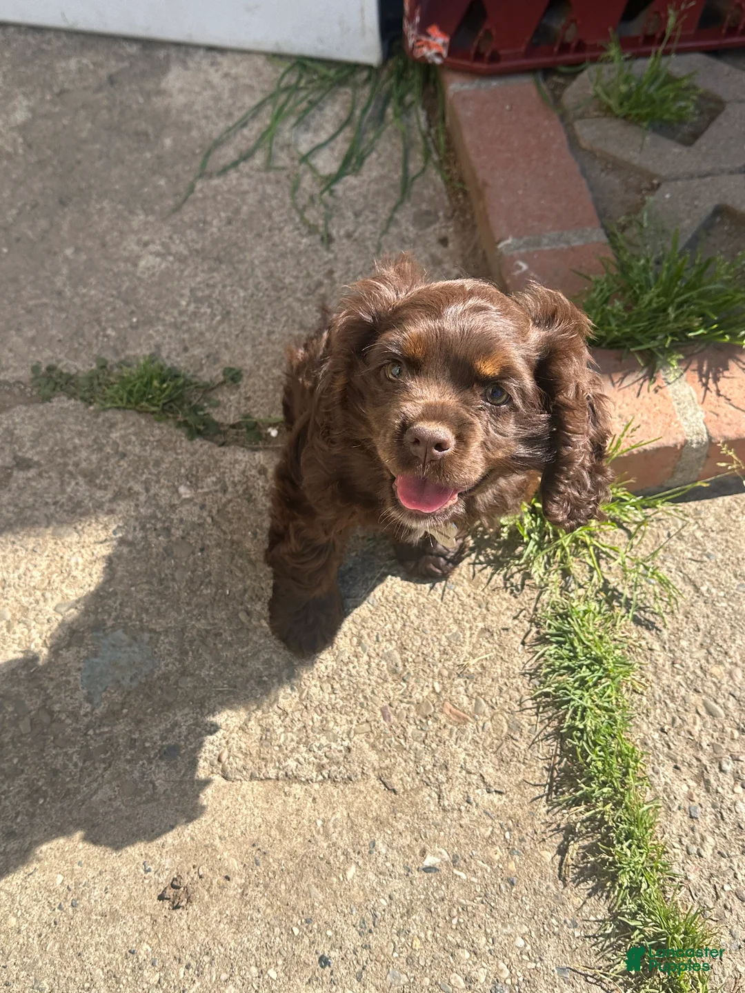 Cocker Spaniel dogs for sale: Cocker Spaniel Puppy 1 - Ad 1