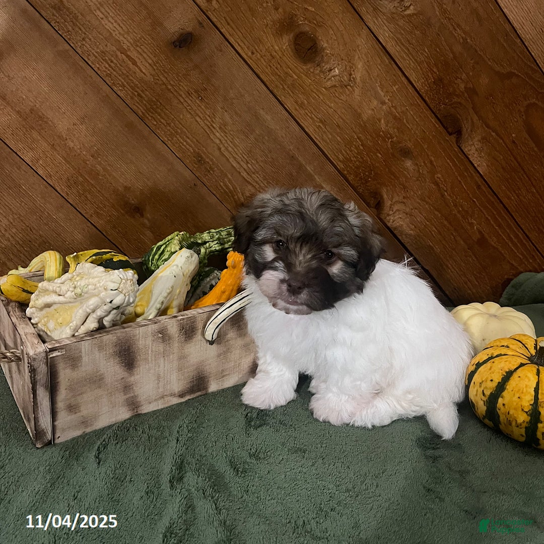 Havanese dogs for sale: Ivan - Ad 2