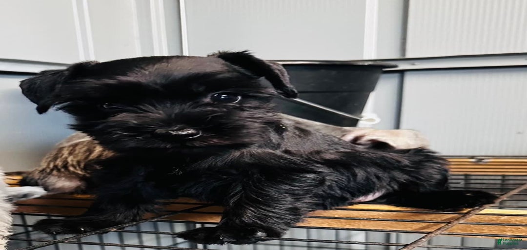 Gallery Image {{count}}