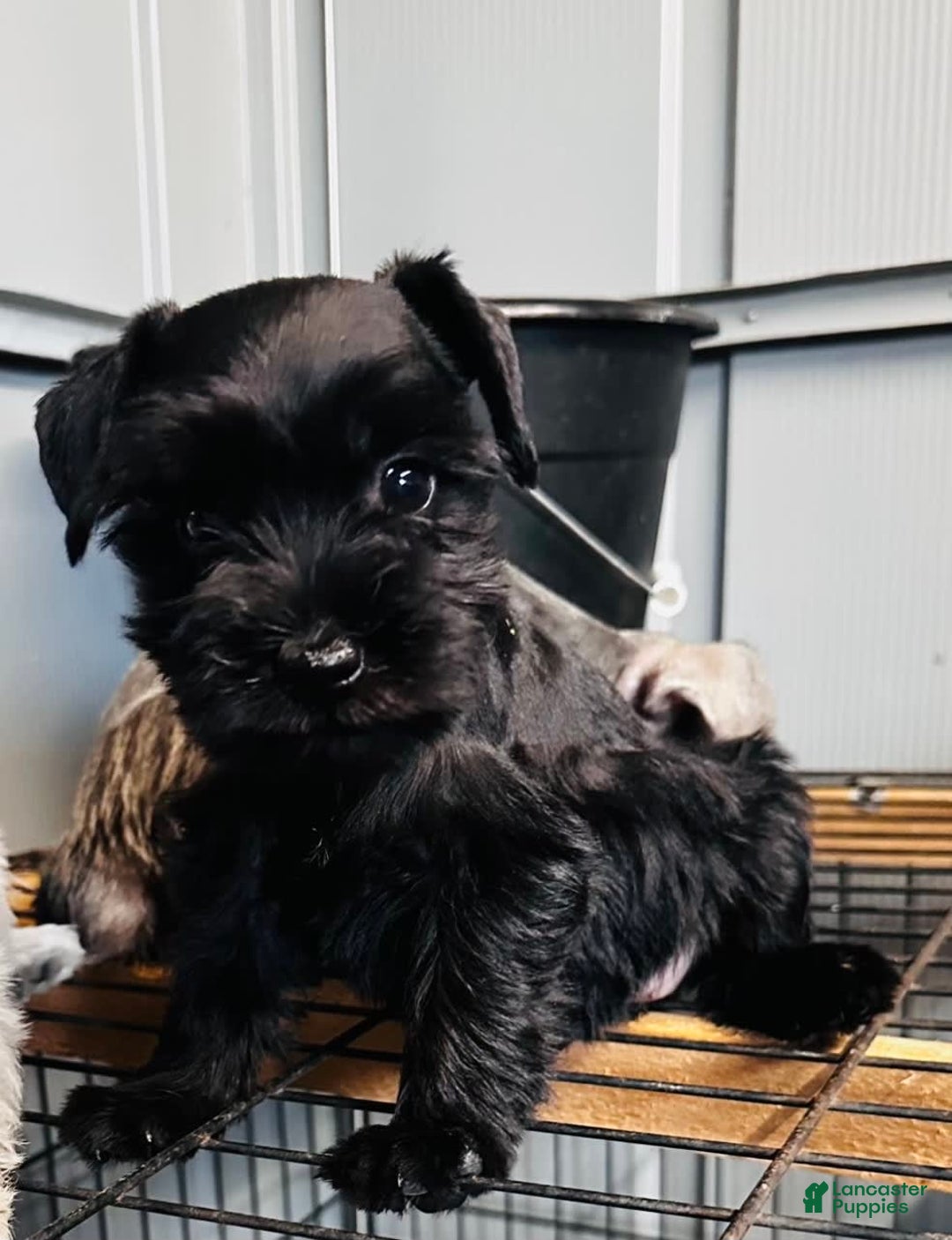 Gallery Image {{count}}