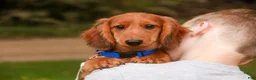 Miniature Dachshund dogs for sale: Asher Miniature Dachshund - Ad 2