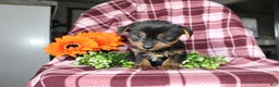 Yorkshire Terrier dogs for sale: Ava - Ad 4