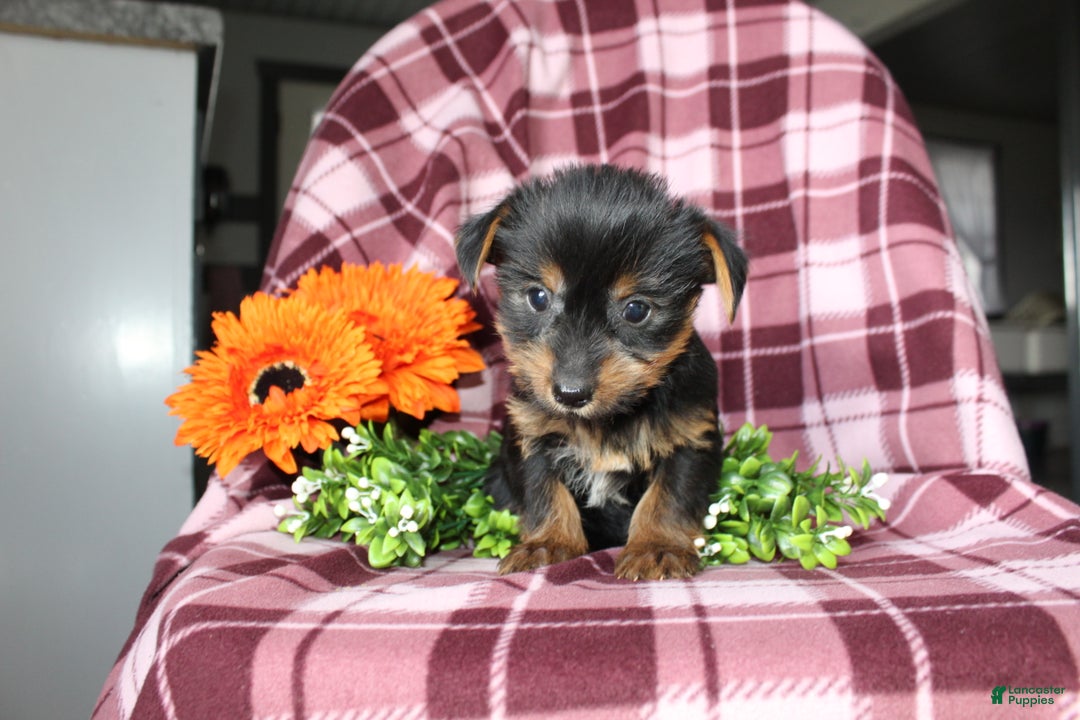 Yorkshire Terrier dogs for sale: Ava - Ad 4