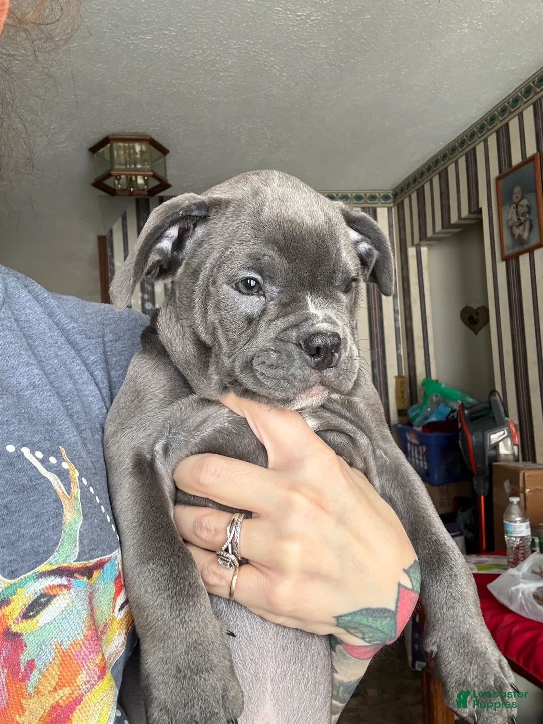 Mixed Breed dogs for sale: Max - Ad 5