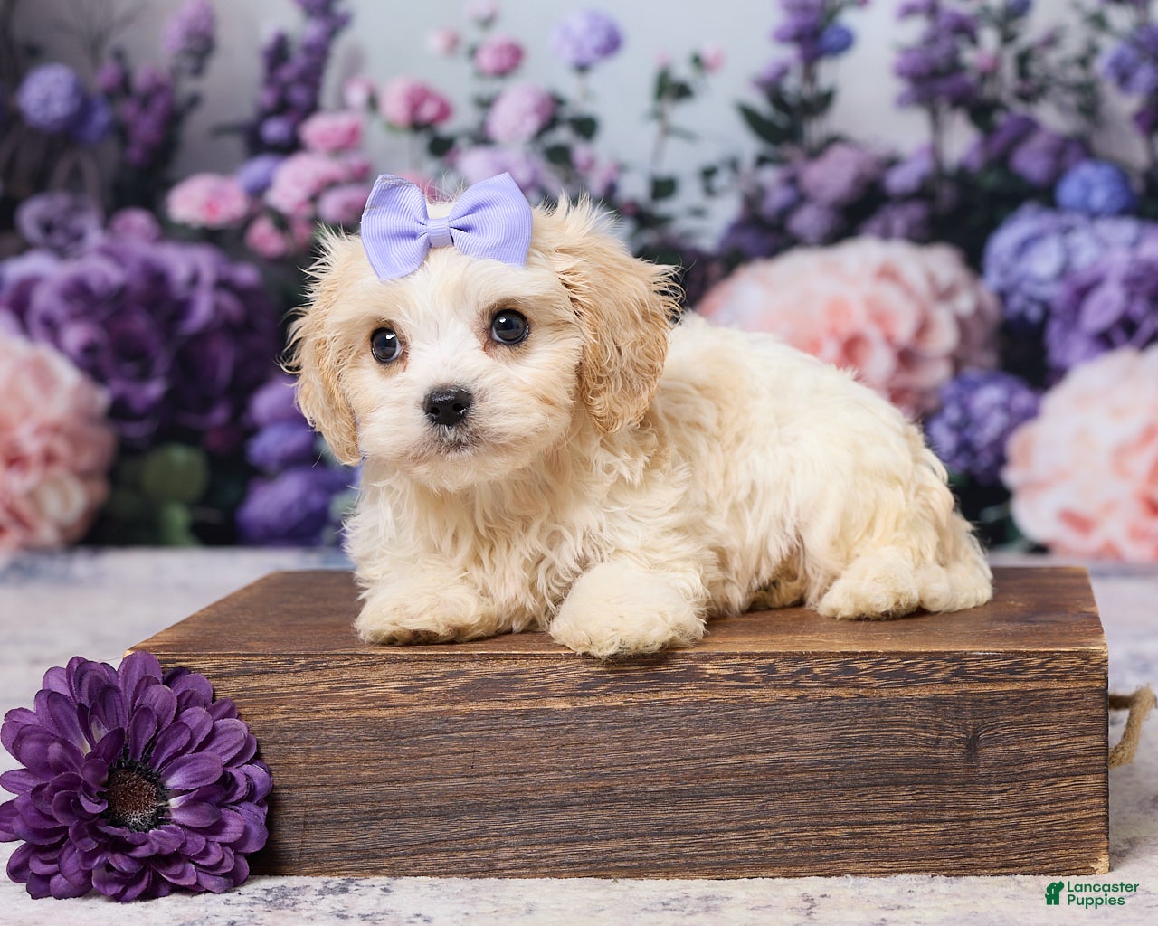 Cavachon dogs Ava - Ad 1