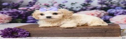Cavachon dogs for sale: Ava - Ad 1