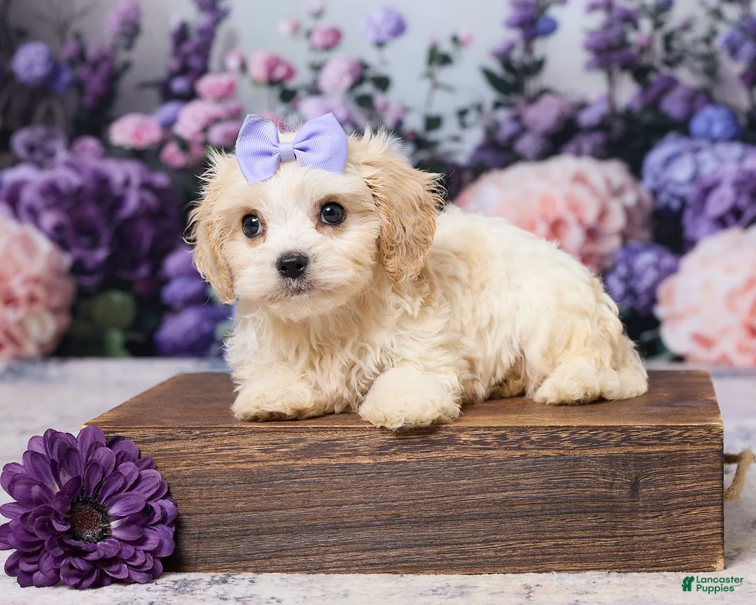 Cavachon dogs for sale: Ava - Ad 1