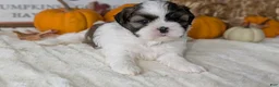 Shih Tzu dogs for sale: Koko - Ad 11