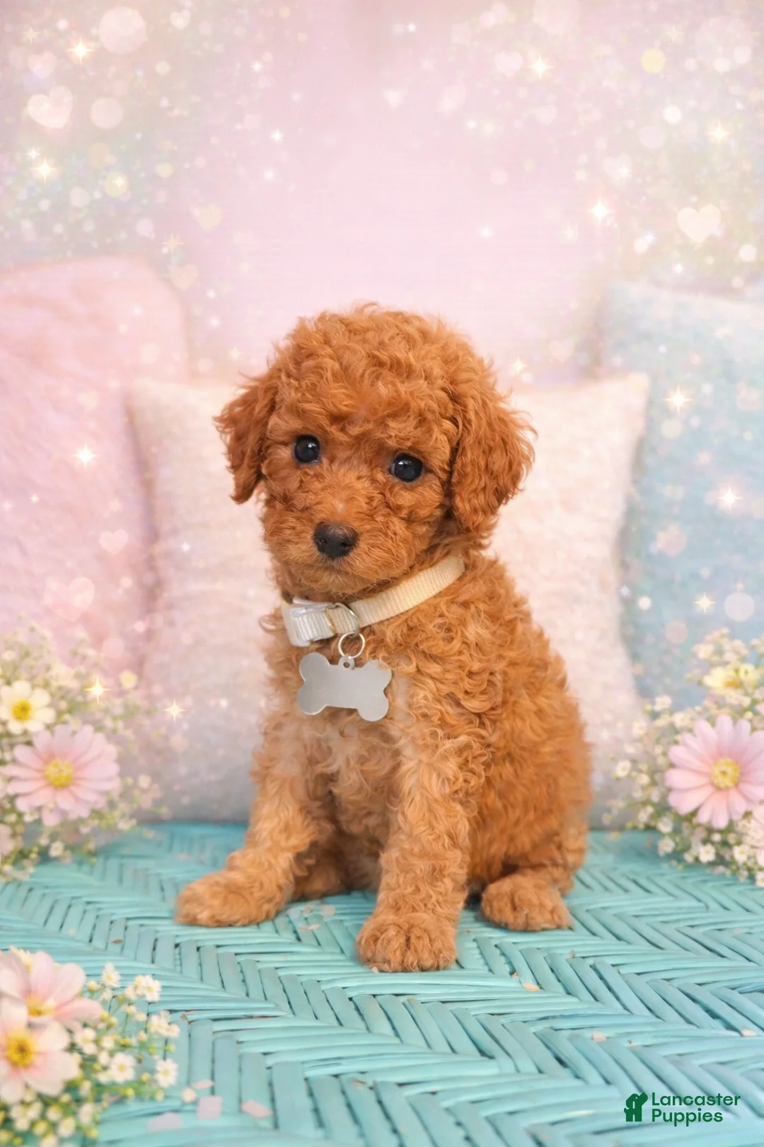 Mini Goldendoodle dogs for sale:  Puppy 4 - Ad 7