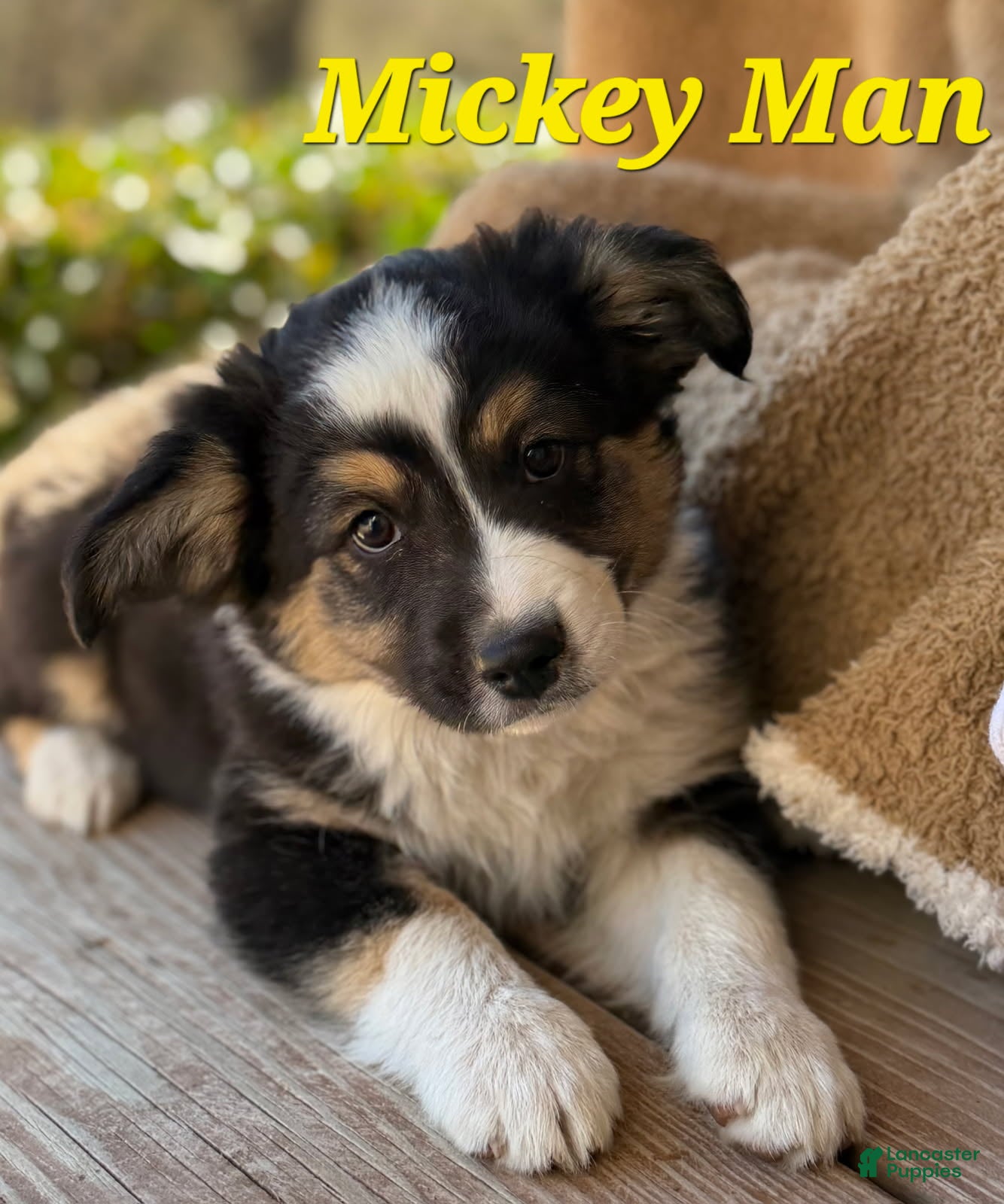 Miniature Australian Shepherd dogs Mickey Man - Ad 2
