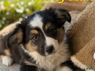 Miniature Australian Shepherd dogs Mickey Man - Ad 2
