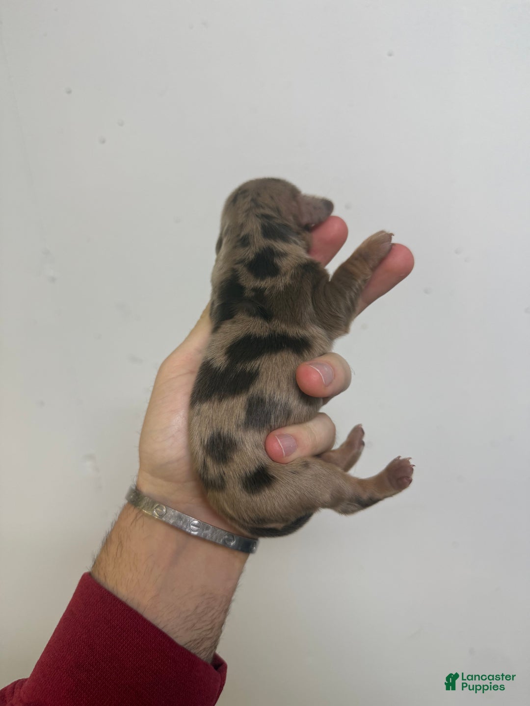 Miniature Dachshund dogs for sale: Caroline  - Ad 1