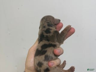 Miniature Dachshund dogs Caroline - Ad 14