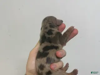 Miniature Dachshund dogs Caroline - Ad 22