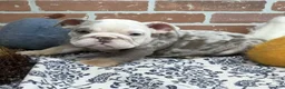 English Bulldog dogs for sale: Easton - Ad 1