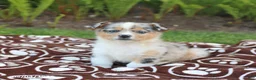 Miniature Australian Shepherd dogs for sale: Scout - Ad 5
