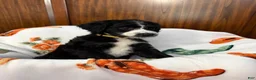 Aussiedoodle dogs for sale: Nanner Girl (Yellow) - Ad 1