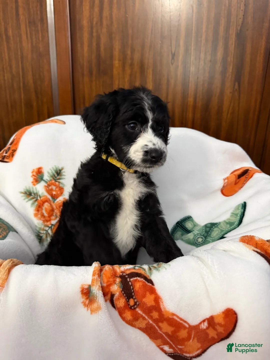 Aussiedoodle dogs for sale: Nanner Girl (Yellow) - Ad 1