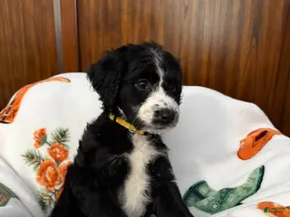Aussiedoodle dogs Nanner Girl (Yellow) - Ad 13