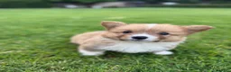 Welsh Corgi Pembroke dogs for sale: Toby - Ad 5