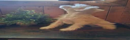 Chinese Crested dogs for sale: Chinese Crested 1 - Ad 4