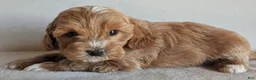 Cockapoo dogs for sale: Beauty - Ad 2