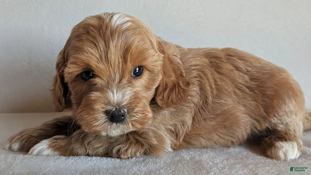 Cockapoo dogs for sale: Beauty - Ad 2