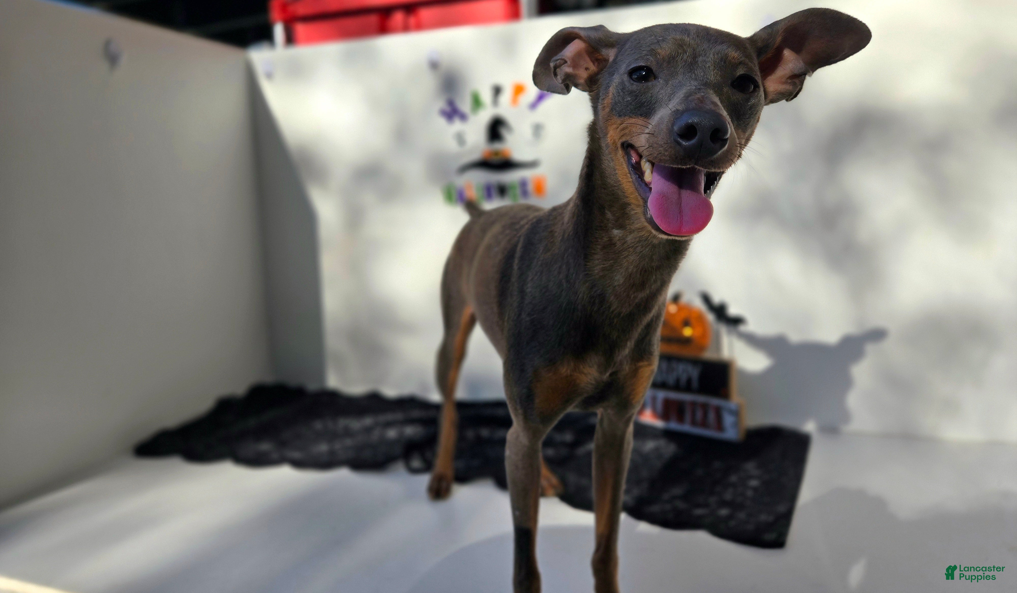 Miniature Pinscher dogs Coyote - Ad 18
