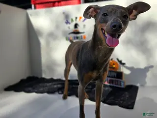 Miniature Pinscher dogs Coyote - Ad 19