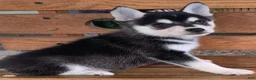 Alaskan Klee Kai dogs for sale: Storm - Toy Size Mini Husky Boy - Ad 4