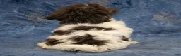 Havanese dogs for sale: Willow - Ad 4