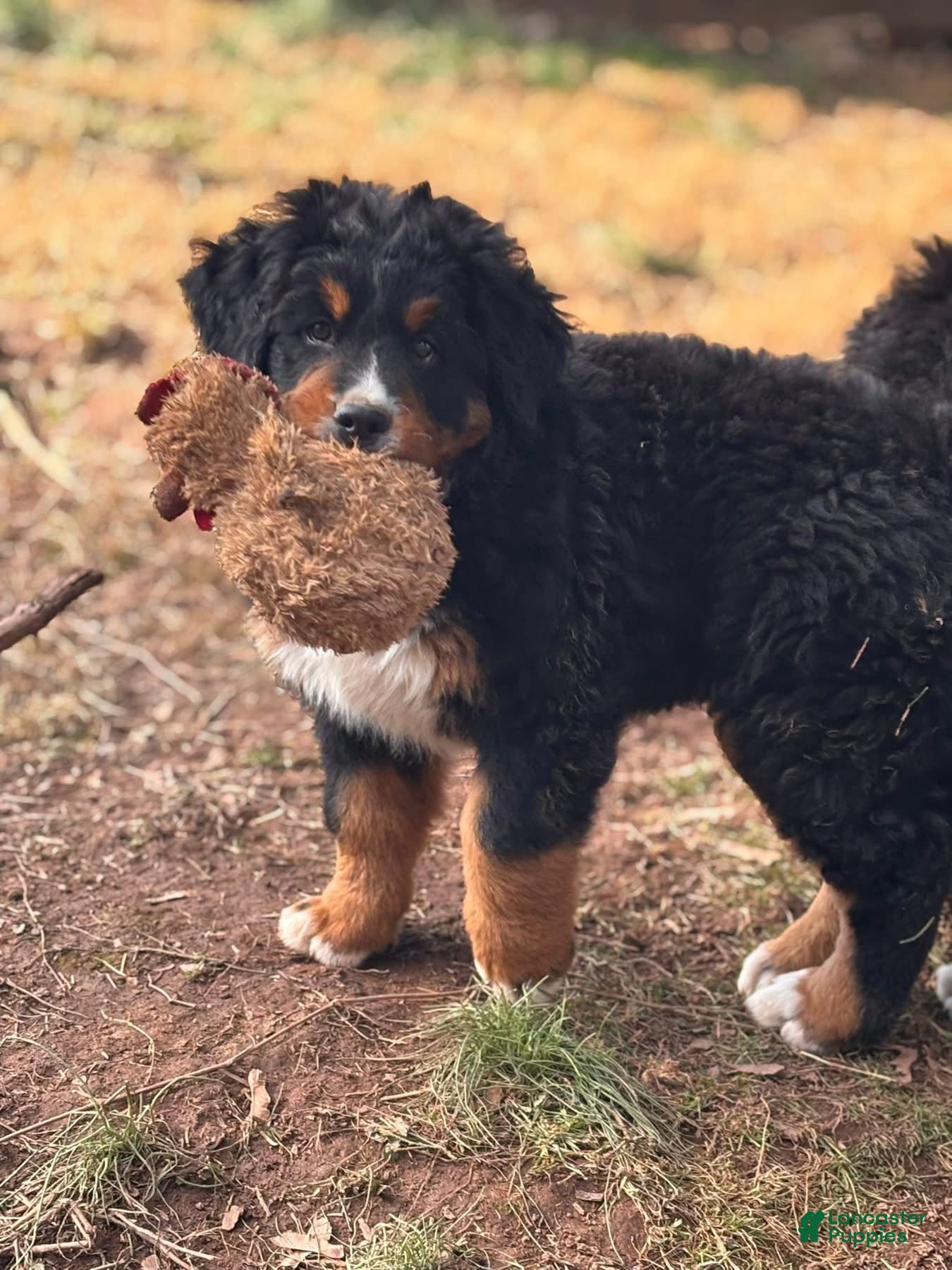 Bernese Mountain Dog dogs Bonnie - Ad 40