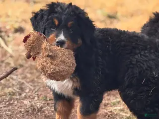 Bernese Mountain Dog dogs Bonnie - Ad 40