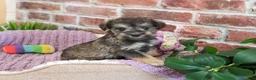 Miniature Schnauzer dogs for sale: Verity  - Ad 1