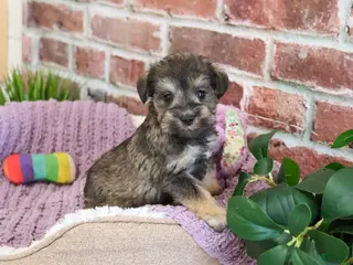 Miniature Schnauzer dogs Verity - Ad 36