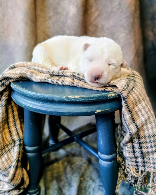 German Shepherd dogs Striker - Ad 8