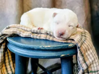 German Shepherd dogs Striker - Ad 32