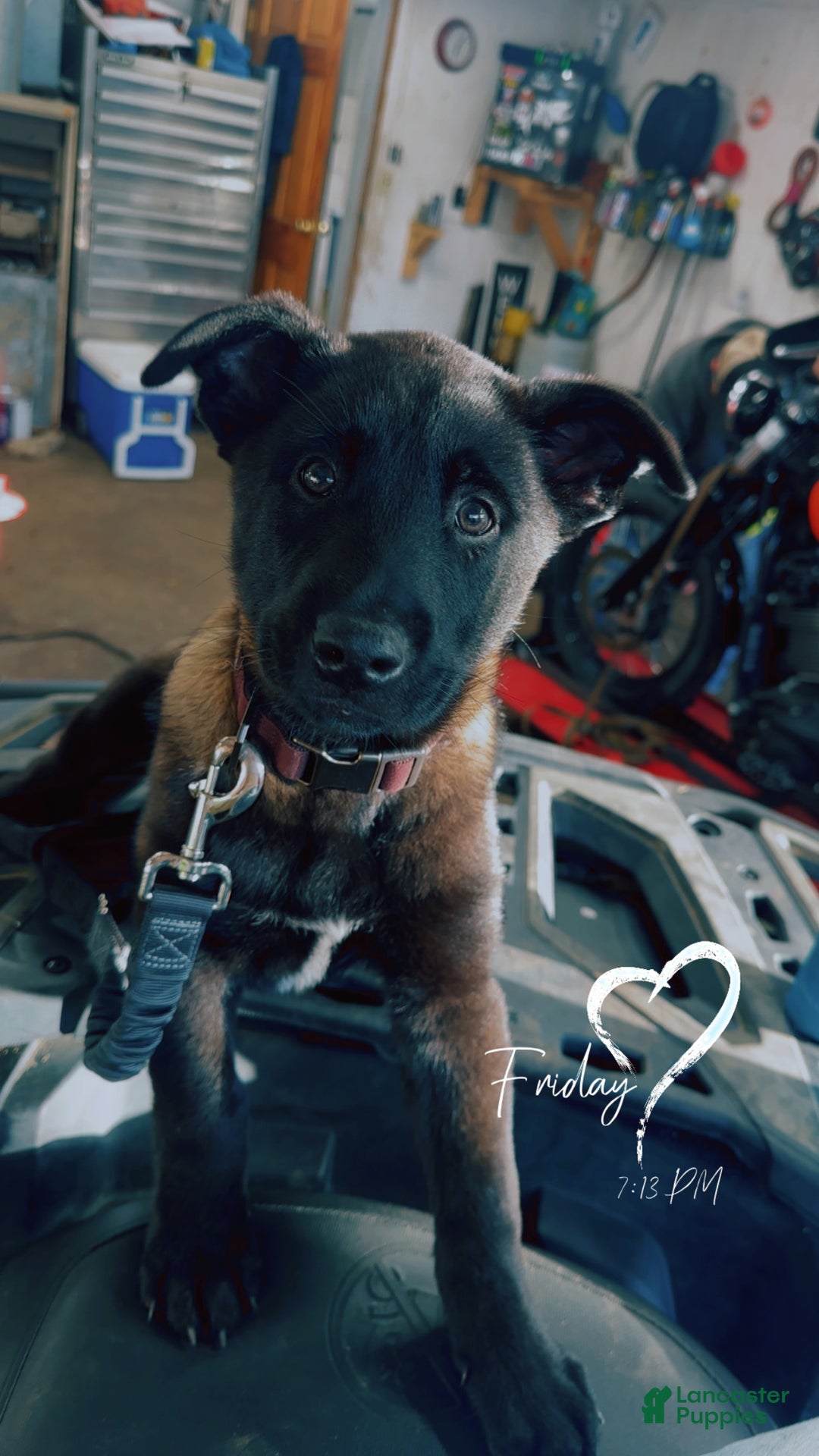 Belgian Malinois dogs for stud: Bode for stud - Ad 10