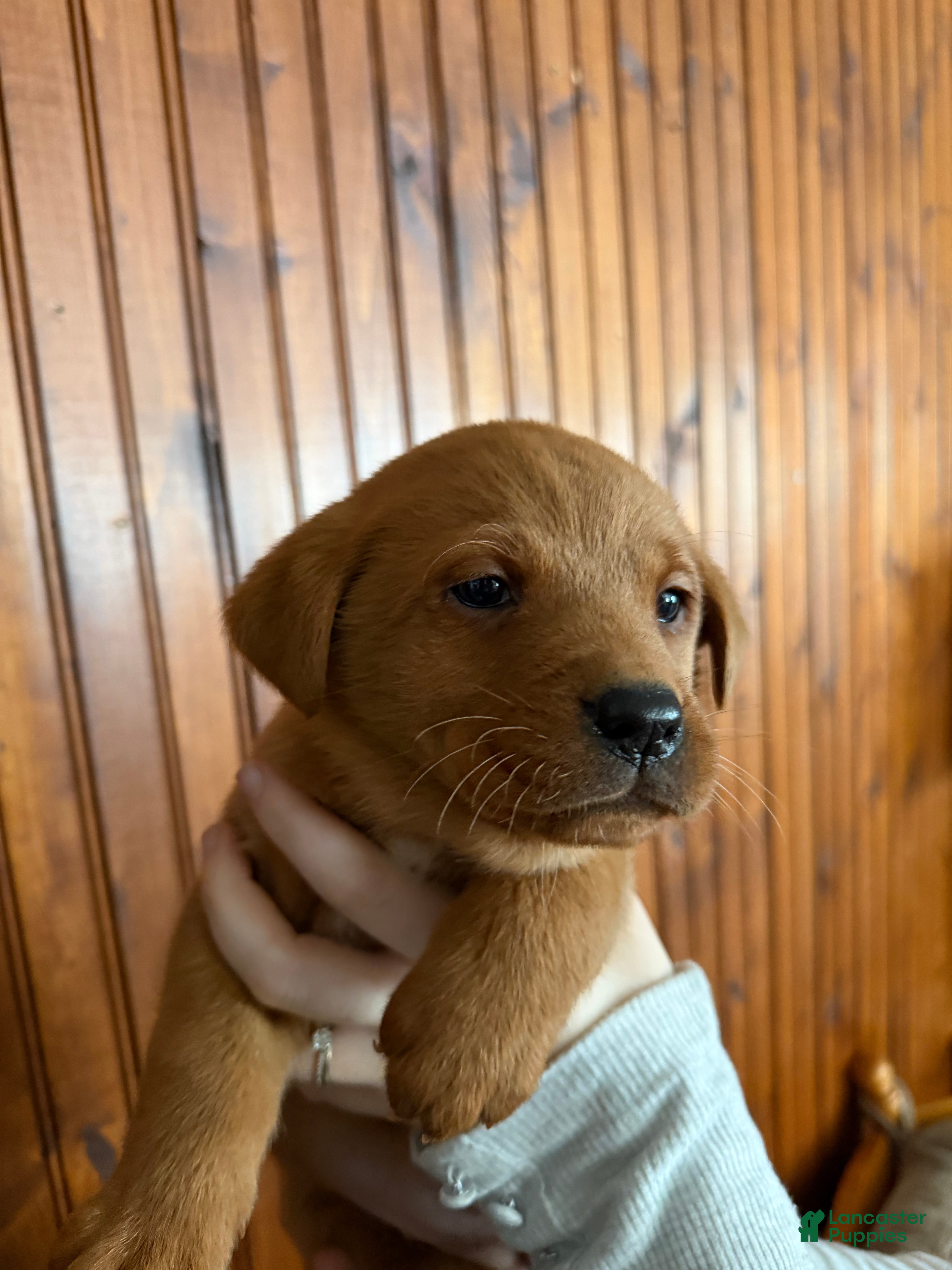 Labrador Retriever dogs Bella - Ad 9