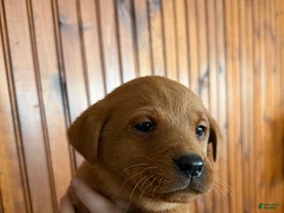 Labrador Retriever dogs Bella - Ad 31