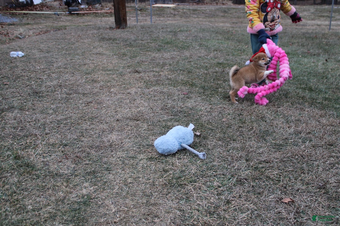 Shiba Inu dogs for sale: Wreath - Ad 5