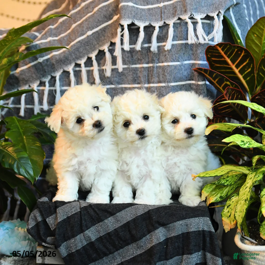 Bichon Frise dogs for sale: Marshmallow - Ad 2