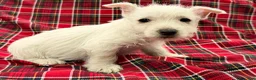 West Highland Terrier dogs for sale: Cheyenie - Ad 3