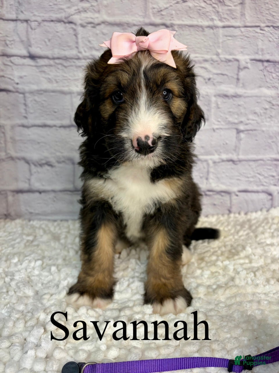 Bernedoodle dogs Savannah- Standard F1 - Ad 26