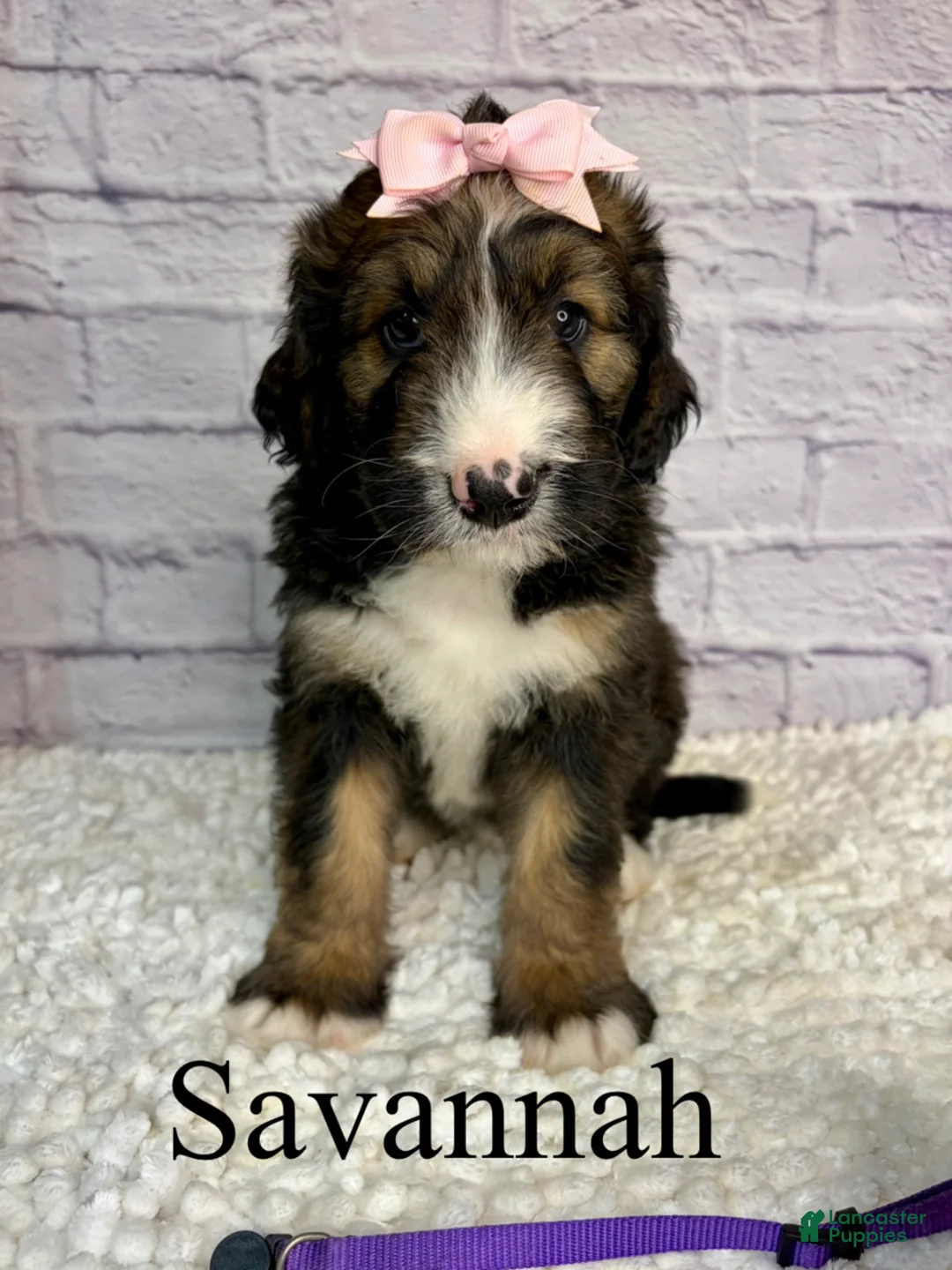 Bernedoodle dogs for sale: Savannah- Standard F1 - Ad 2
