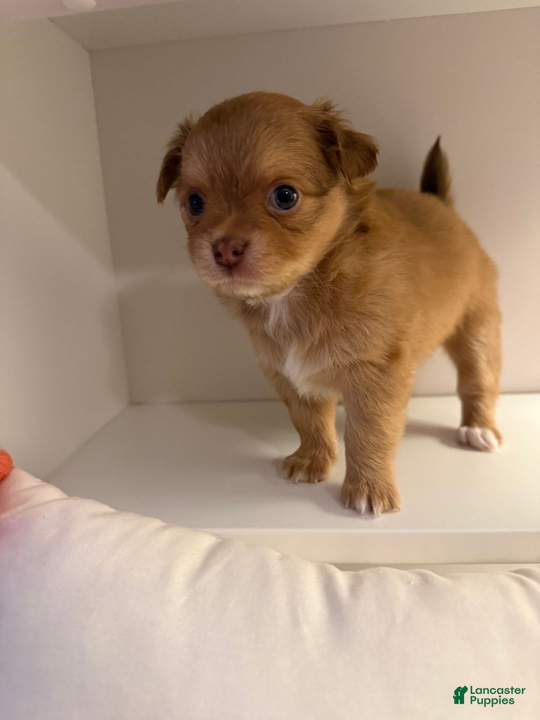 Chihuahua dogs for sale: Chihuahua Puppy  - Ad 4