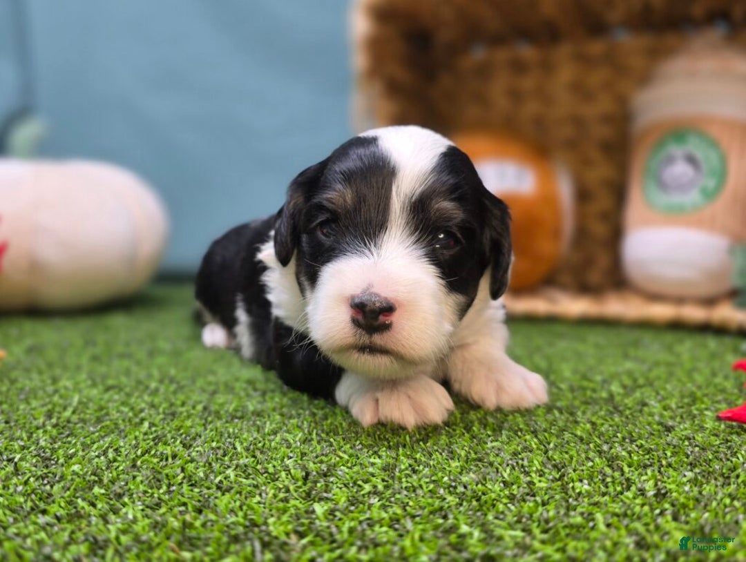 Mini Bernedoodle dogs for sale: Theo - Ad 1