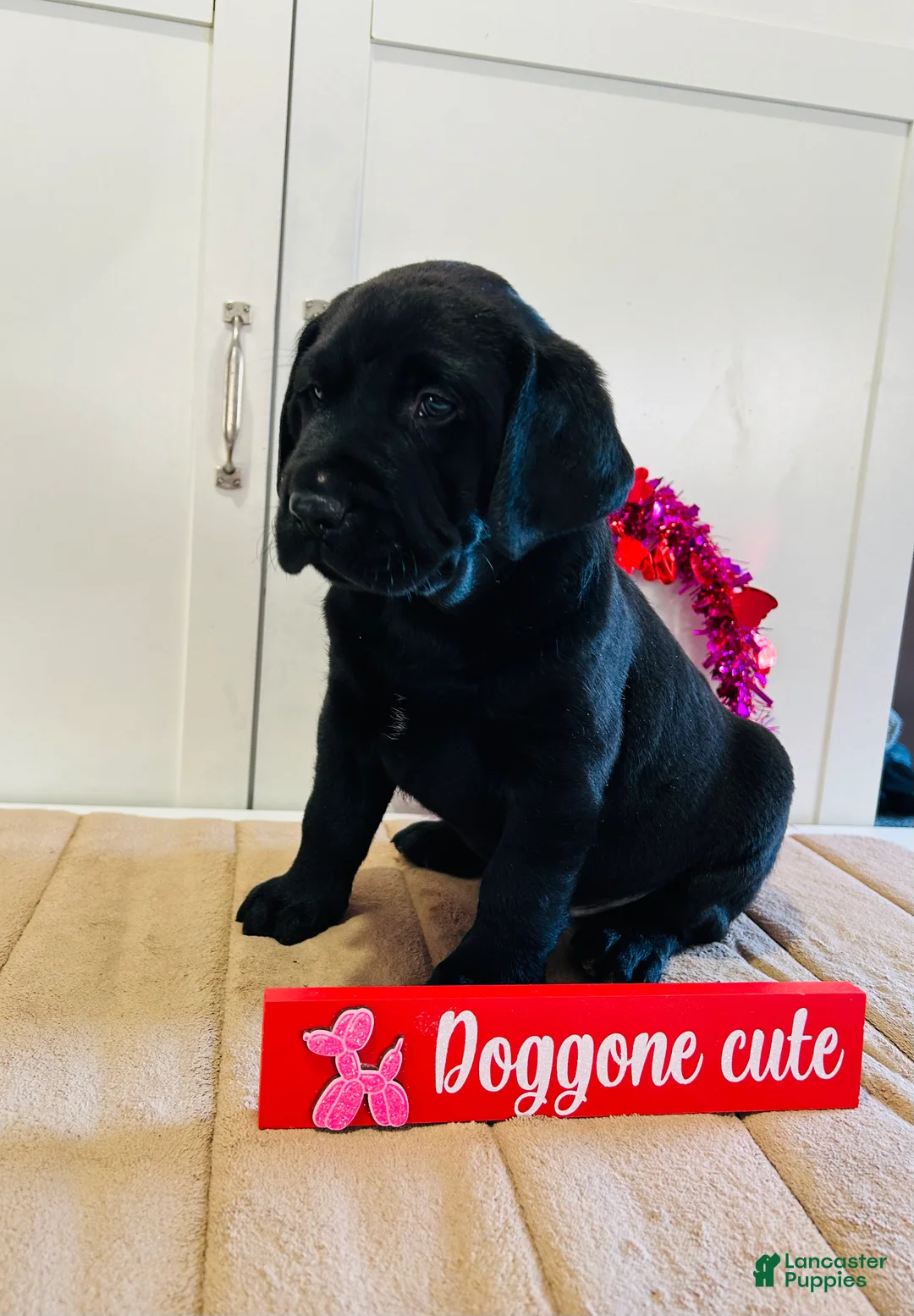 Labrador Retriever dogs for sale: Bear - Ad 6