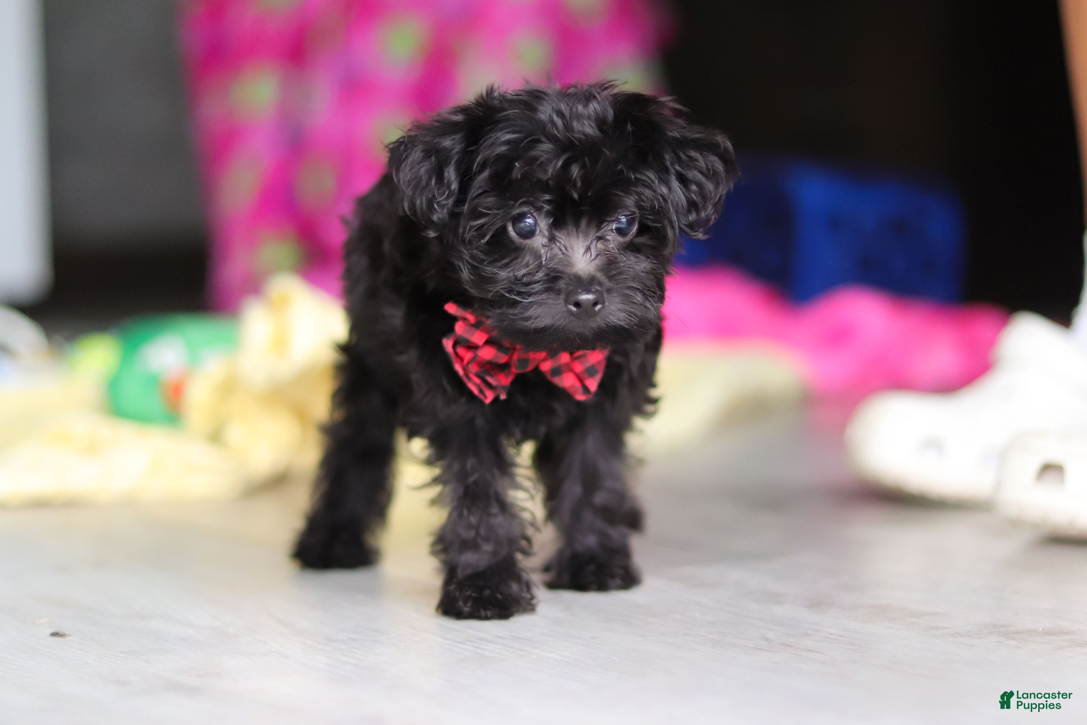 Yorkiepoo dogs Randall - Ad 2